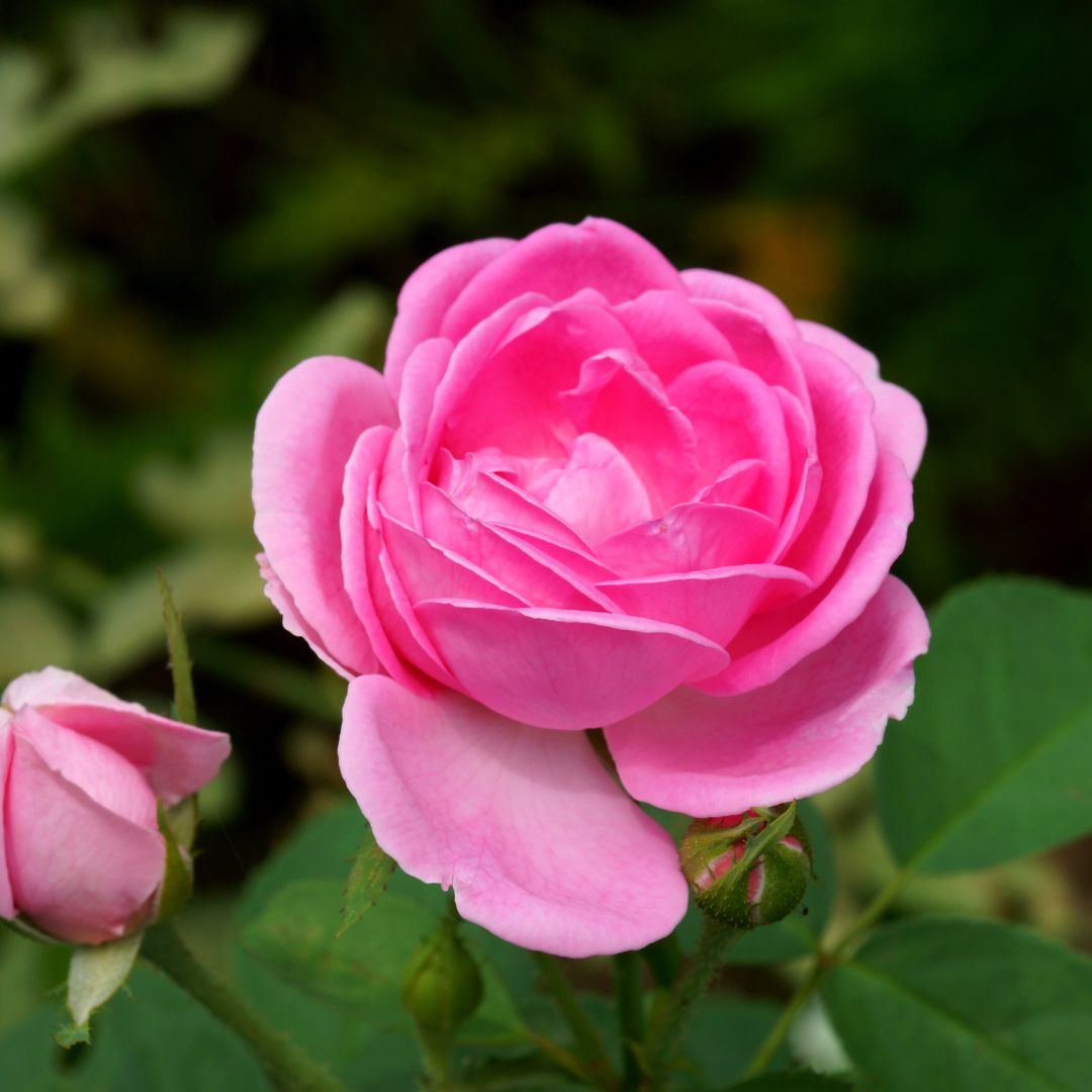 The Timeless Elegance of Rose Essential Oil