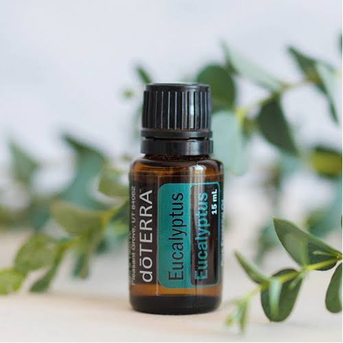 Eucalyptus