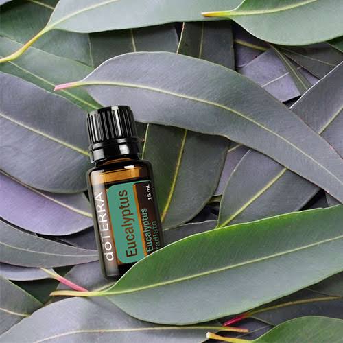 Eucalyptus