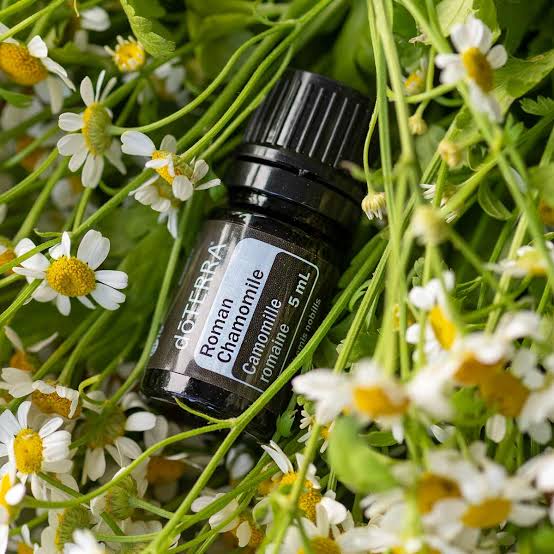 doTERRA Roman Chamomile
