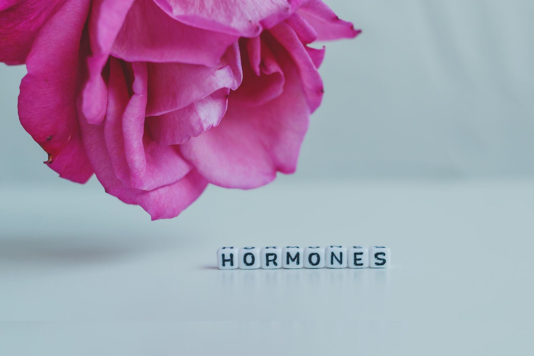 Bright pink rose next to the word 'hormones' spelled in blocks – Symbolizing natural hormone balance and wellness